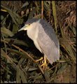 _5SB7704 black-crowned night-heron